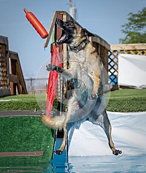 Belgian Malinois catching a toy at the dock photo