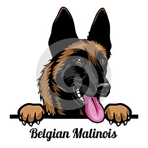 Belgian Malinois - Color Peeking Dogs - breed face head isolated on white