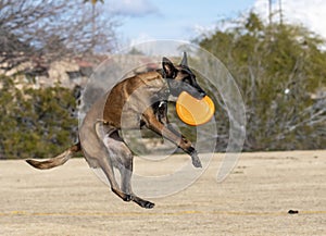 Belgian Malinois coming down after catching a disc