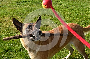 Belgian Malinois dog being teased by her owner