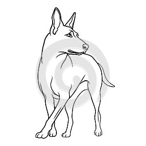 Belgian Malinois dog breed. Vector linear illustration