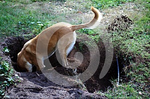 Belgian Malinois dog digging a hole