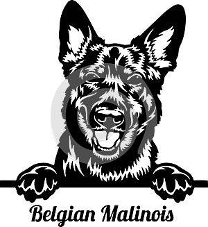 Belgian Malinois Dog - dog breed. BW image of a dogs head isolated on a white background