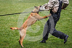 Belgian malinois dog doing bite and defense work with police dog handler