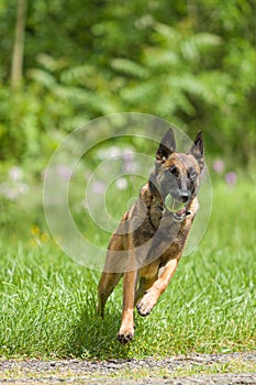 Belgian Malinois dog playing and training outside