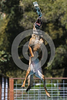 Belgian Malinois dog reaching to catch a toy