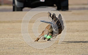 Belgian Malinois dog tracking a disc to catch