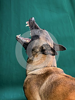 A belgian malinois dog training for schutzhund, igp, ipo photo