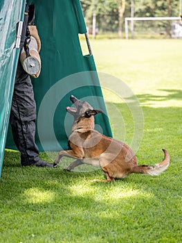 A belgian malinois dog training for schutzhund, igp, ipo photo