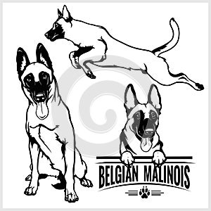 Belgian Malinois dog - vector set isolated illustration on white background photo