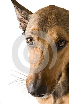 Belgian Malinois head shot