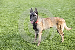 Belgian Malinois