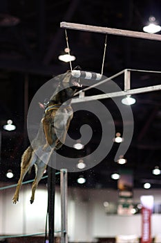 Belgian Malinois jumping for a bumper