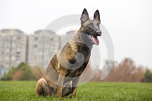 Belgian Malinois