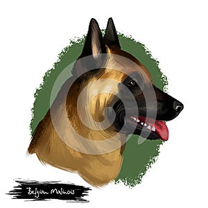 Belgian Malinois, Mechelaar, Mechelse Herder herding breed dog digital art illustration isolated on white background. Belgian