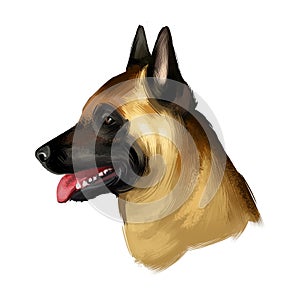 Belgian Malinois, Mechelaar, Mechelse Herder herding breed dog digital art illustration isolated on white background. Belgian