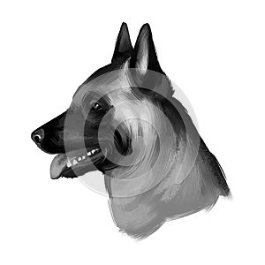 Belgian Malinois, Mechelaar, Mechelse Herder herding breed dog digital art illustration isolated on white background. Belgian photo