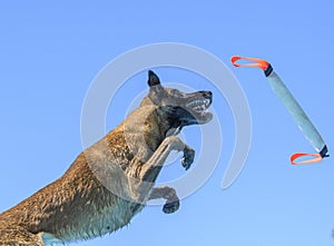 Belgian Malinois in mid-air about to catch a toy