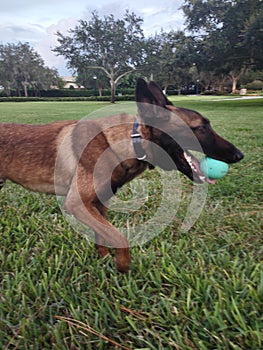 Belgian Malinois in Midstride photo