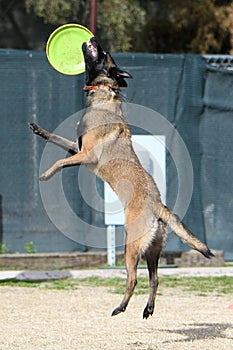 Belgian Malinois missing a disc in mid air