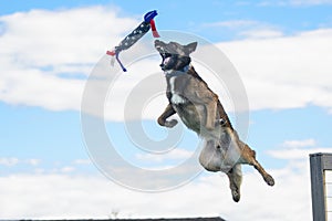 Belgian Malinois mouth open about to catch a toy