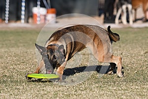 Belgian Malinois playing disc toss and fetch