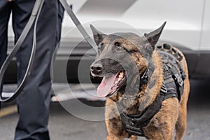 Belgian Malinois Police Dog Wearing Vest Stands Next to Police Officer