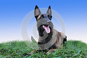 Belgian Malinois. Portrait of a beautiful Malinois Belgian Shepherd dog while lying on the grass on a sunny day