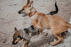 Belgian Malinois Puppies Playing at a Local Dog Park
