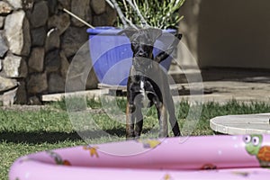 Belgian Malinois puppy deciding to get into an inflatable pool