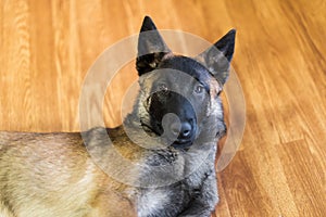 Belgian Malinois Puppy Inside