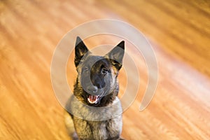 Belgian Malinois Puppy Inside