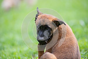 Belgian malinois puppy licking her paw