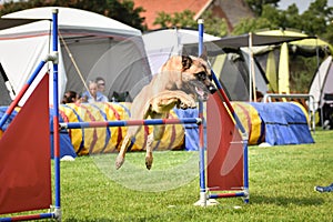 Belgian malinois is running on czech agility competition