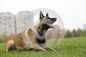 Belgian Malinois