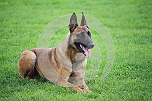 A Belgian Malinois sheepdog lying in the grass he does not move