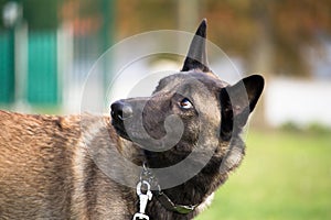 The Belgian Malinois shepherd dog listens well to his master`s orders photo