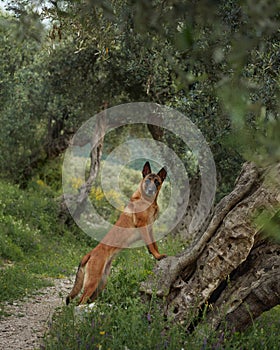 Belgian Malinois stands on an ancient olive tree, blending adventure in nature