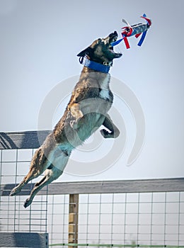 Belgian Malinois about to catch a red white and blue toy