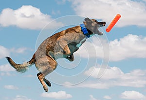 Belgian Malinois about to catch a toy