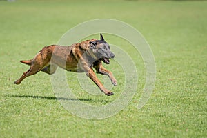 Belgian malinois training for schutzhund, igp, ipo photo