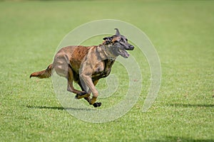 Belgian malinois training for schutzhund, igp, ipo photo