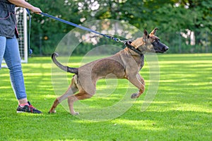 Belgian malinois training for schutzhund, igp, ipo photo