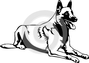 Belgian Malinois Vector Illustration photo