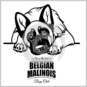 Belgian Malinois - vector illustration for t-shirt, logo and template badges