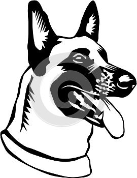 Belgian Malinois Vector Illustration