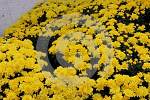 Belgian Mum Allegra Yellow, Chrysanthemum morifolium `Allegra Yellow`
