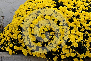 Belgian Mum Allegra Yellow, Chrysanthemum morifolium `Allegra Yellow`