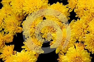 Belgian Mum Allegra Yellow, Chrysanthemum morifolium `Allegra Yellow`