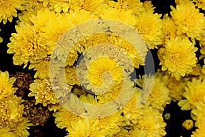 Belgian Mum Allegra Yellow, Chrysanthemum morifolium `Allegra Yellow`